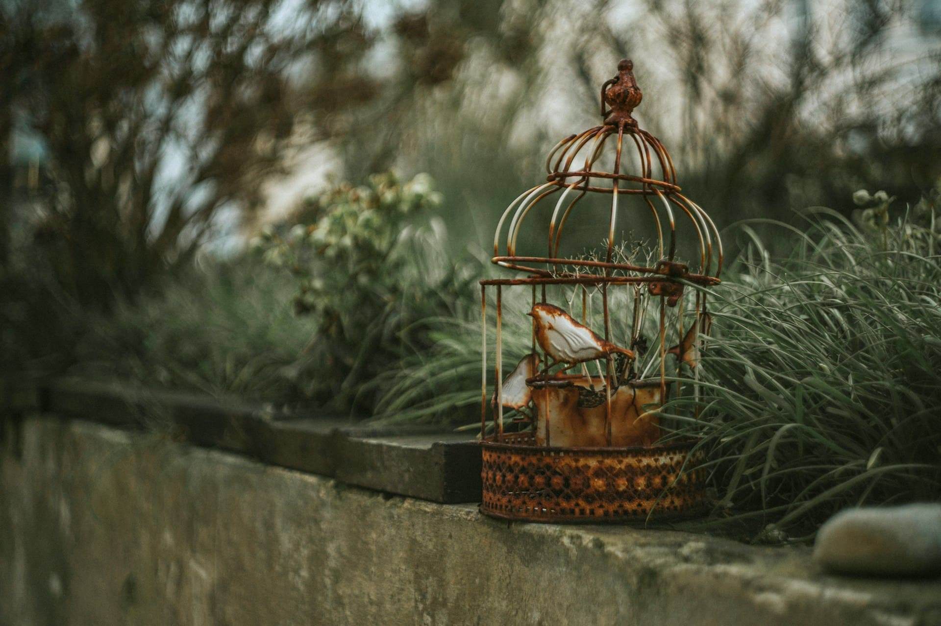 El vendedor de pájaros, Carl Zeller