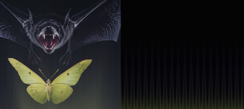 Die Fledermaus