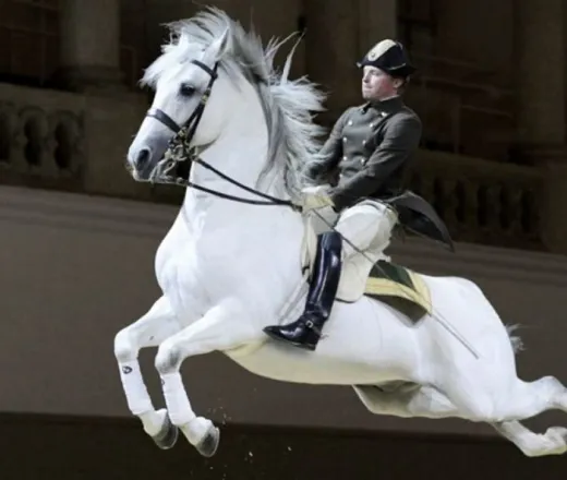 Spanish Riding School Vienna Demonstration 2024